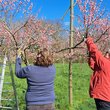 Bild mit 2 Frauen und einer Leiter an einem roso blühenden kleinen Baum, der von ihnen beschnitten wird