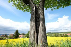 Baumstamm vor gelben Rapsfeld Dorf im Hintergrund