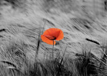 Getreidefeld in schwarz-weiß aus der eine rote Mohnblume ragt