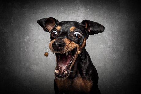 Bild mit einem fröhlich schauenden Hund, der nach einem Leckerchen schnappt